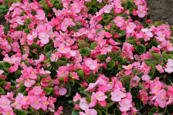 Top 5 avantages de la frisure verte en papier plissé carton 10kg