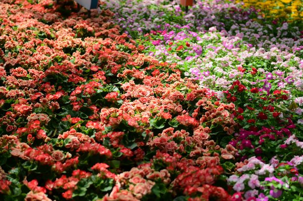 Ménage à domicile : des services sur mesure pour tous vos besoins