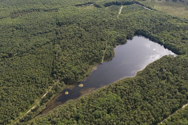 Comment intégrer un petit étang dans un jardin de terrasse pour attirer la faune ?